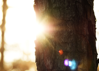 Photo by Anne Morris on Unsplash