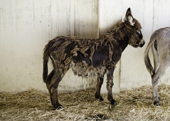 Image by Celiafoto via Shutterstock