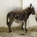 Image by Celiafoto via Shutterstock