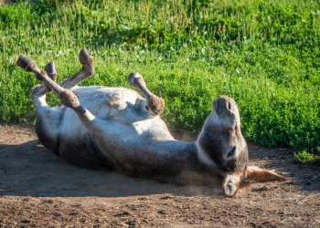 Donkey Down (Image by Dietrich Leppert via Shutterstock)