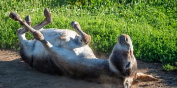 Donkey Down (Image by Dietrich Leppert via Shutterstock)