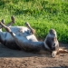Donkey Down (Image by Dietrich Leppert via Shutterstock)
