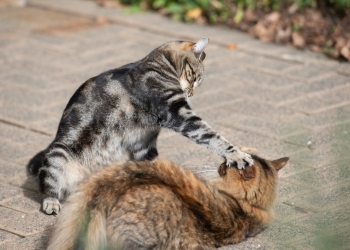 Image by  Ilyas Kalimullin via Shutterstock
