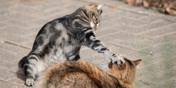 Image by  Ilyas Kalimullin via Shutterstock