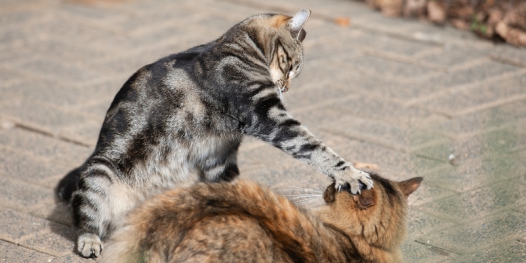 Image by  Ilyas Kalimullin via Shutterstock