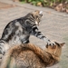 Image by  Ilyas Kalimullin via Shutterstock