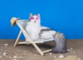 Image by kuban_girl via Shutterstock