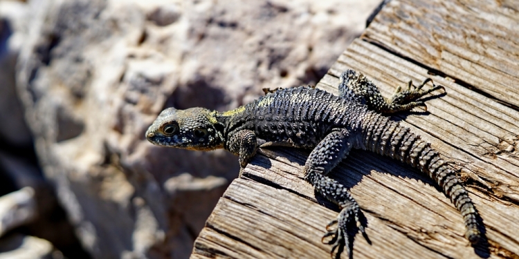 Image by pinkfloyd yilmaz uslu via Shutterstock