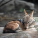 Image by Anna Kucherova via Shutterstock
