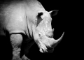 Image by Volodymyr Burdiak via Shutterstock