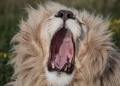 Image by Ethan Daniels via Shutterstock