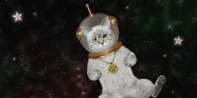 Image by Iryna Kuznetsova via Shutterstock