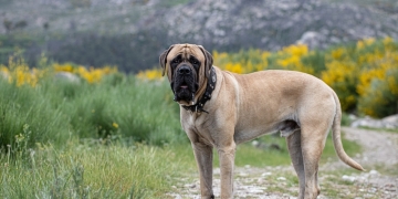 Image by Monica Arauz via Shutterstock