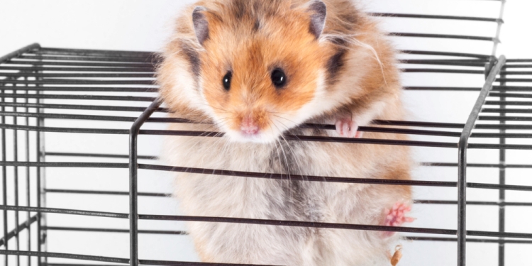 Natalia7 image via Shutterstock