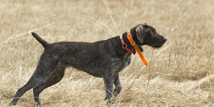 Image by Steve Oehlenschlager via Shutterstock