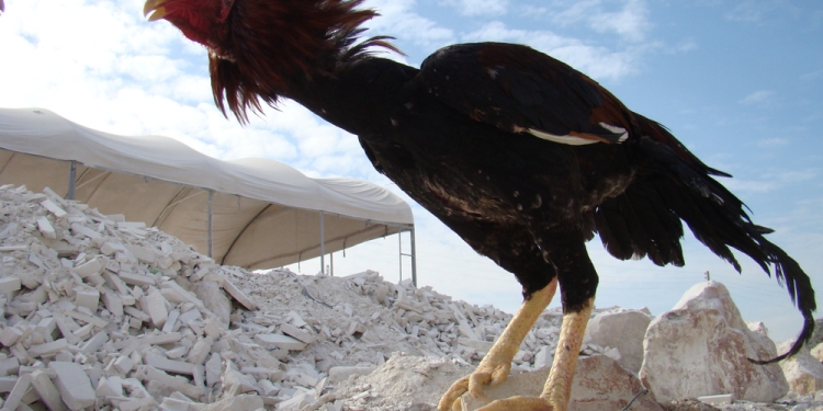 Image by Dr.MYM via Shutterstock