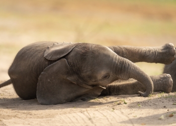 Nick Dale Photo image via Shutterstock