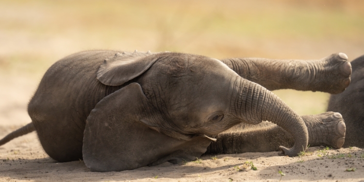Nick Dale Photo image via Shutterstock