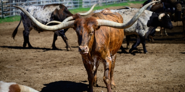 Andrea Farris image via Shutterstock