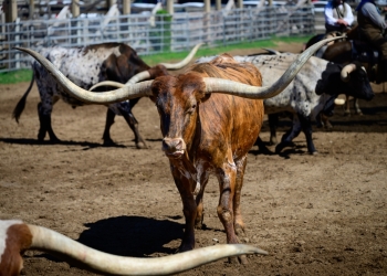 Andrea Farris image via Shutterstock