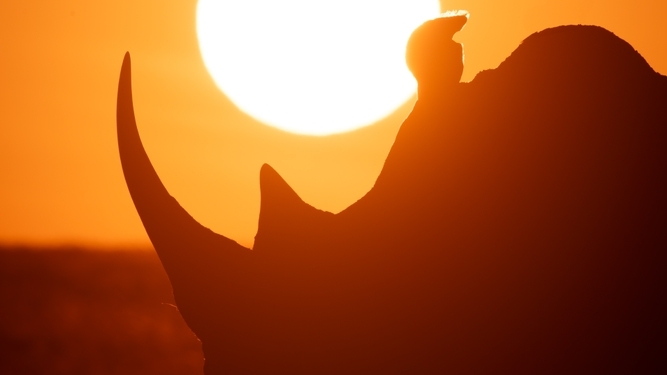 Nick Dale Photo image via Shutterstock