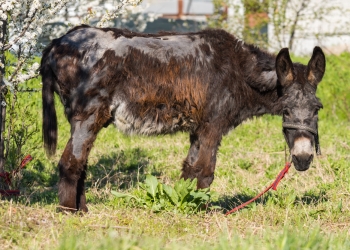 Liviu Constantin Popa image via Shutterstock