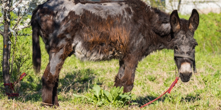 Liviu Constantin Popa image via Shutterstock
