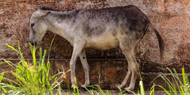 F de Jesus image via Shutterstock