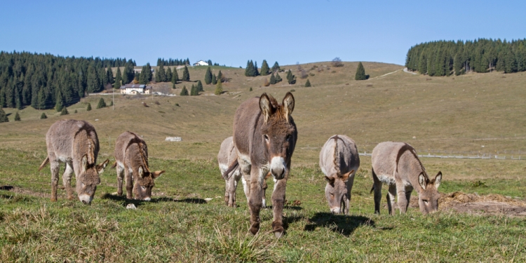 Eder image via Shutterstock