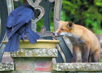 psquithy image via Shutterstock