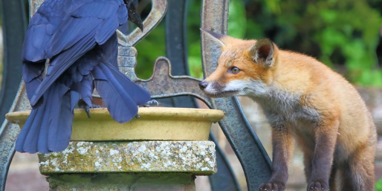 psquithy image via Shutterstock