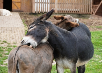 Wirestock Creatorsimage via Shutterstock