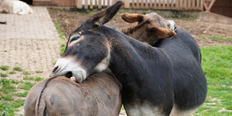 Wirestock Creatorsimage via Shutterstock