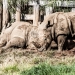 Curioso.Photography image via Shutterstock