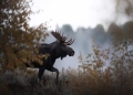 Wild Clicks by AD image via Shutterstock