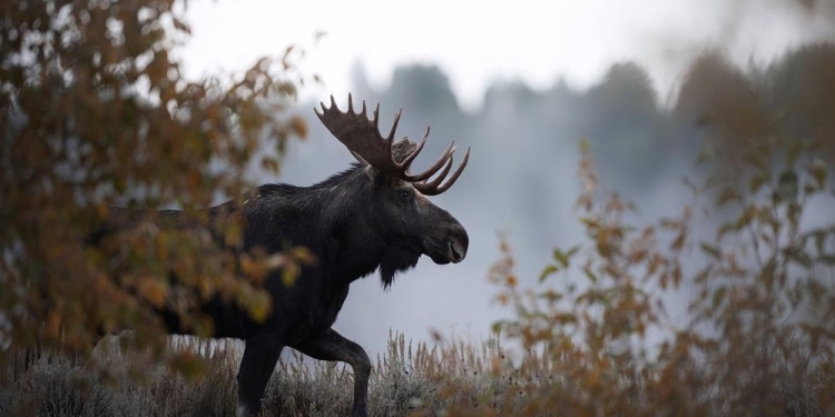 Wild Clicks by AD image via Shutterstock