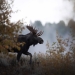 Wild Clicks by AD image via Shutterstock