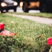 Lost_in_the_Midwest via Shutterstock